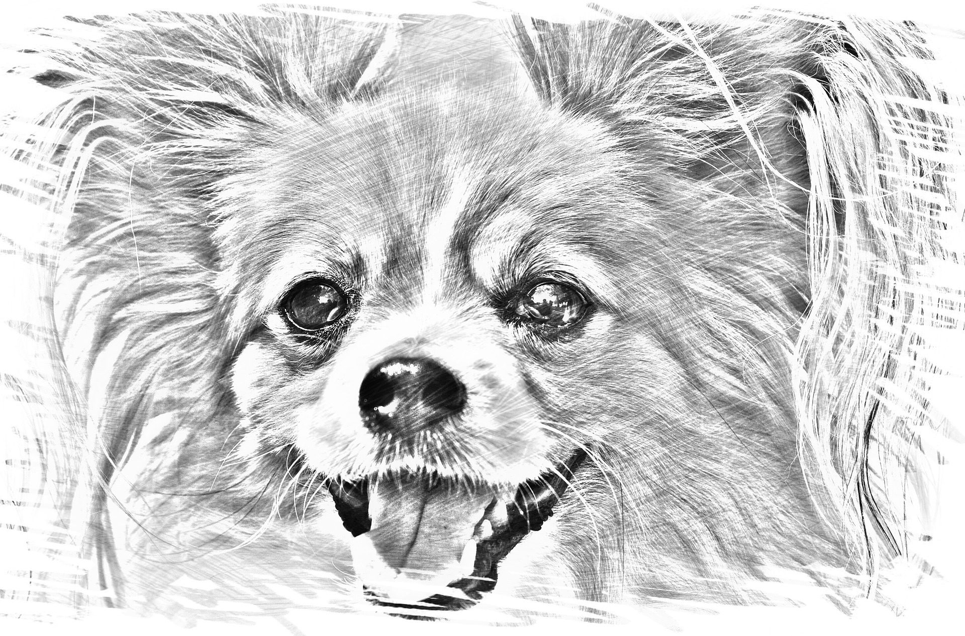 drawing-dogs-main-image